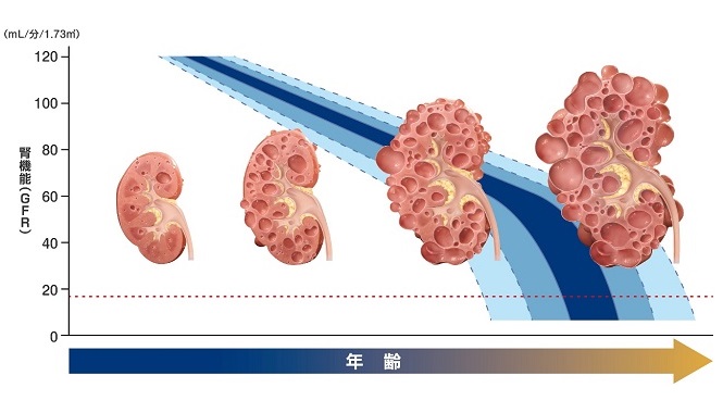 腎機能